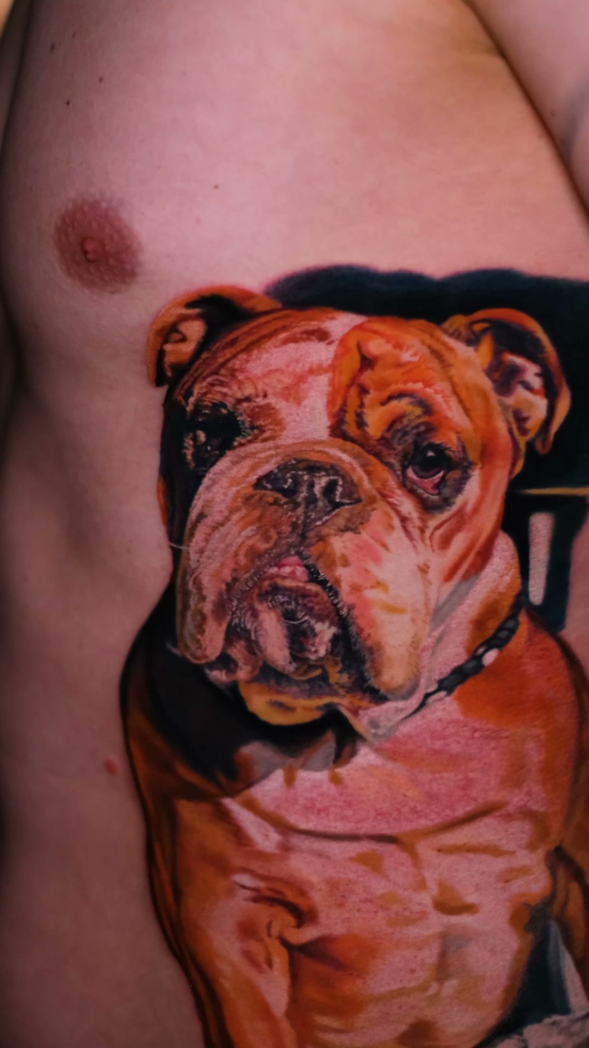 Color realism dog portrait by Alex666cold — a memorial English bulldog tattooed from a photo, across the ribs