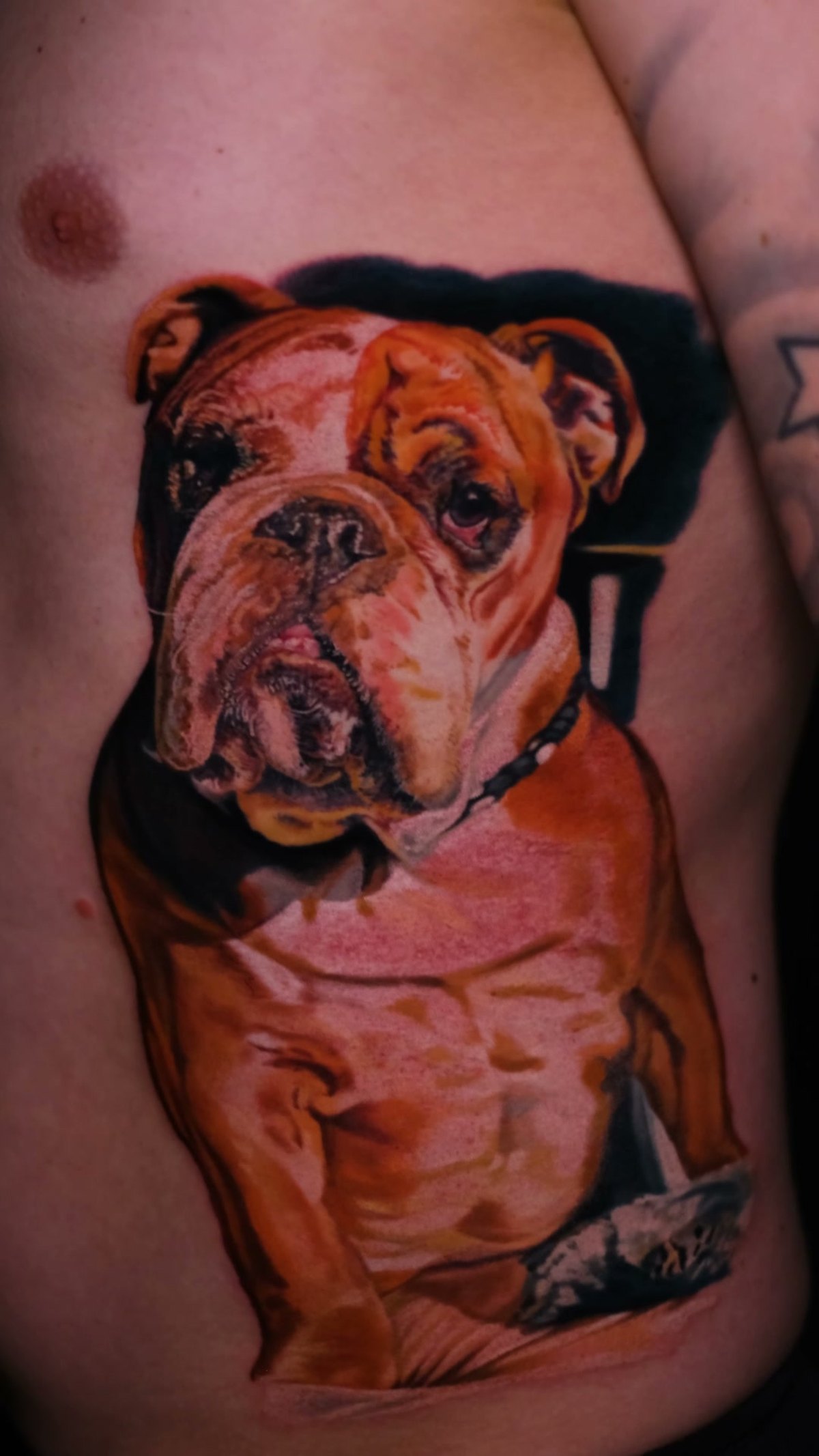 Portrait einer Englischen Bulldogge — realistisches Tattoo, Wrocław