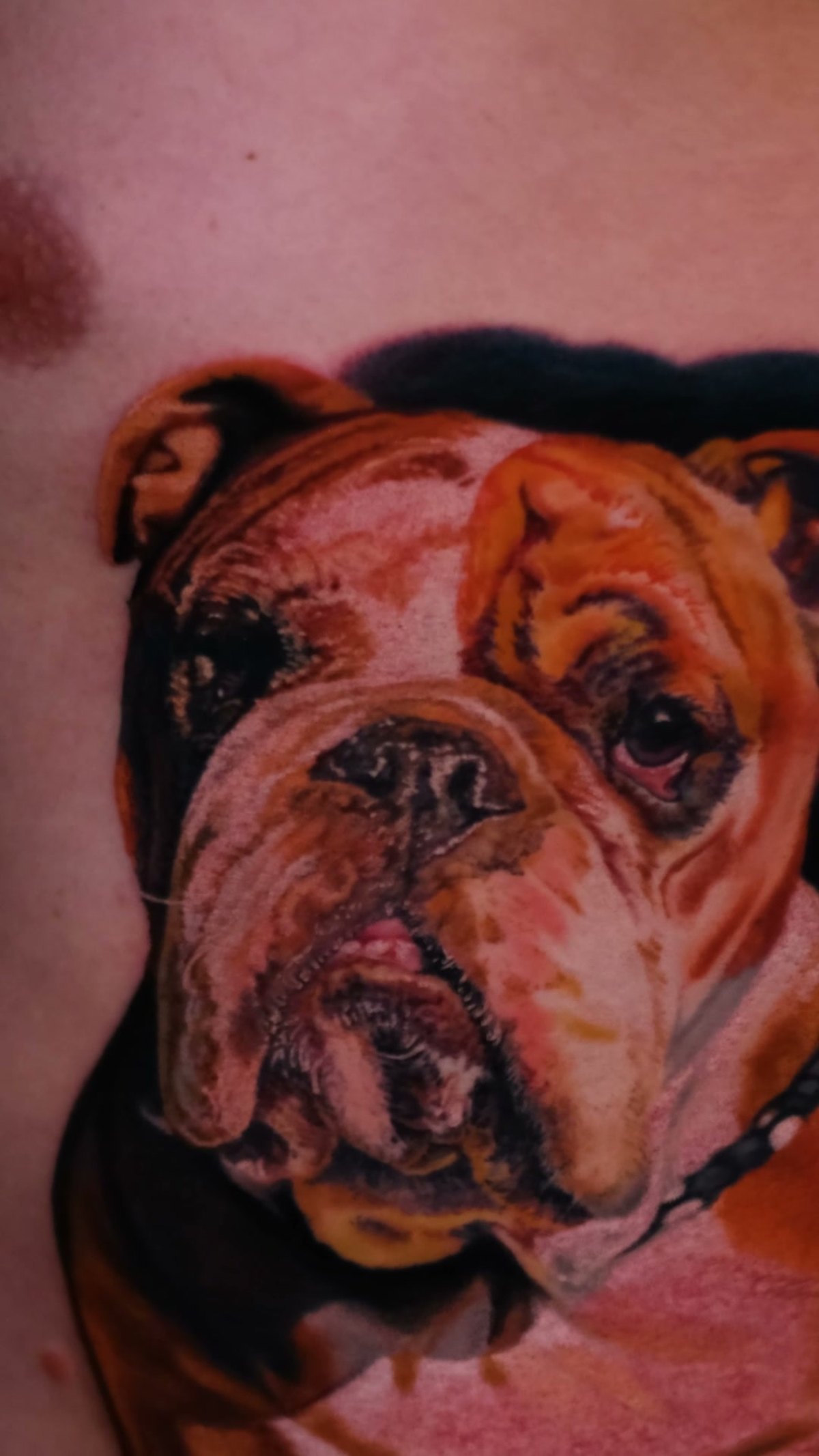 Tattoo im Gedenken an den Hund — der Blick der Bulldogge, Color-Realism