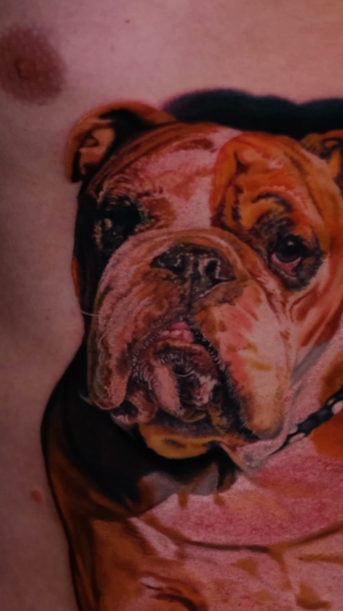 Tattoo — Tierportrait nach Foto, Arbeit auf den Rippen, Nahaufnahme